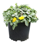 Coreopsis Auriculata Nana Plant 6Inches Pot Yellow Dwarf Tickseed House Live Plant