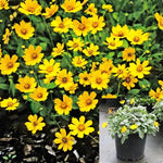 Coreopsis Auriculata Nana Plant 6Inches Pot Yellow Dwarf Tickseed House Live Plant