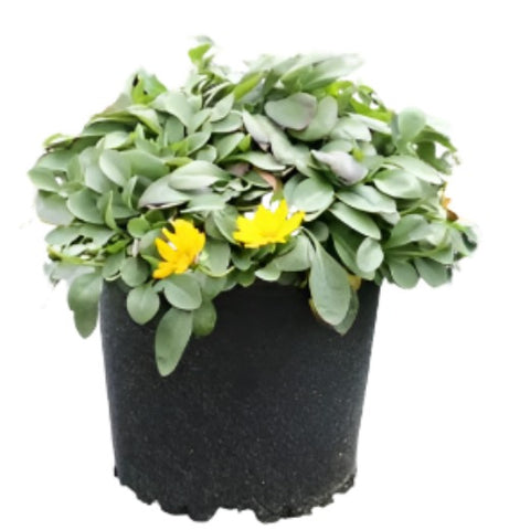 Coreopsis Auriculata Nana Plant 6Inches Pot Yellow Dwarf Tickseed House Live Plant