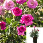 Rosa Bush Melody Parfumee 5Gallon Plant Rose Plant Melody Parfumee Plant Flower Live Plant Gr7