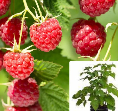 Raspberry Canby Red 5Gallon Plant Rubus Idaeus Canby Red Plant Blackberry Plant Dewberry Fruit Tree Live Plant Dw7Ht7