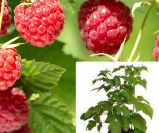 Raspberry Willamette Red 5Gallon Plant Rubus idaeus Var Strigosus Will ...