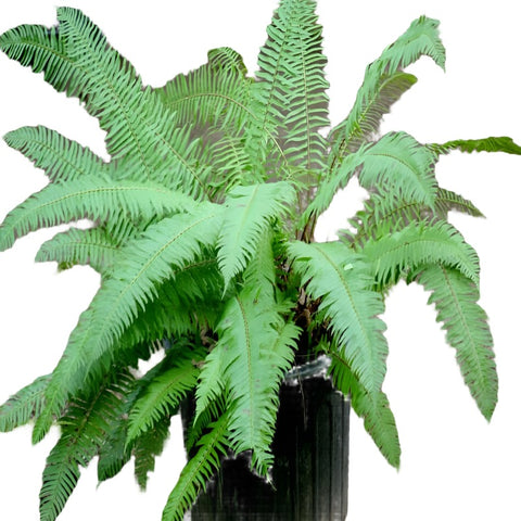 Fern Polystichum Polyblepharum 1Gallon Polystichum Western Sword Green Fern Polystichum Munitum Plant Western Gg7