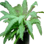 Fern Polystichum Polyblepharum 1Gallon Polystichum Western Sword Green Fern Polystichum Munitum Plant Western Gg7