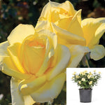 Rosa Bush Oregold 5Gallon Plant Hybrid Tea Rose Plant Silhouette Plant Miss Harp Plant Flower Live Plant Gr7