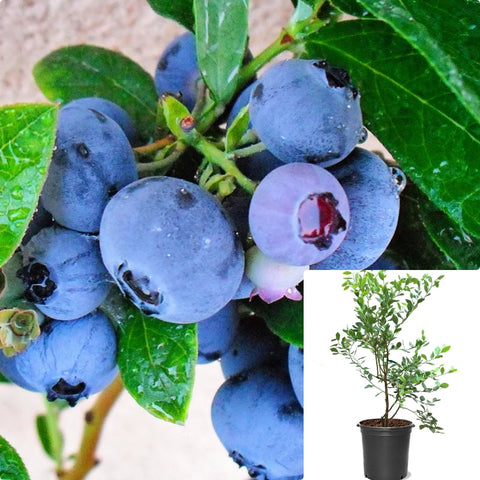 Blueberry Emerald 5Gallon Plant Vacciniumâ Corymbosum Emerald Fruit Tree Live Plant Dw7Ht7