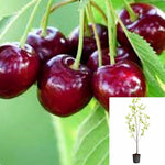 Fruit Bing Cherry 5 Gallon Royal Ann Prunus Avium Deciduous Live Plant Gr