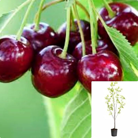 Fruit Bing Cherry 5 Gallon Royal Ann Prunus Avium Deciduous Live Plant Gr