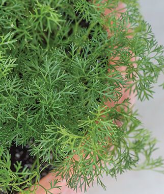 Parsley Green Dream Seed Packet Ht9