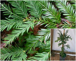 Sequoia Sempervirens Soquel 1Gallon Plant Soquel Coast Redwood Palnt Trees Live Plant Gg7