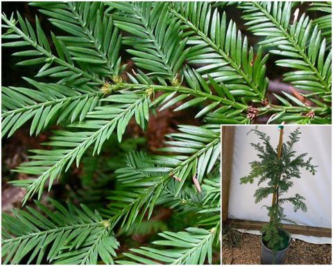 Sequoia Sempervirens Soquel 1Gallon Plant Soquel Coast Redwood Palnt Trees Live Plant Gg7