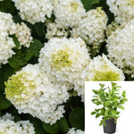 Hydrangea Pan Fe Little Hottie 3Gallon Plant Panicle Hydrangea Plant Little Hottie Hydrangea Plant Little Hottie Flower Live Plant Ho7