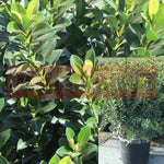 Rhaphiolepis Minor 5 Gallon Dwarf Yeddo Live Plant Fr7