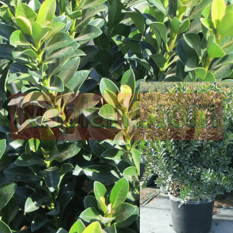 Rhaphiolepis Minor 5 Gallon Dwarf Yeddo Live Plant Fr7