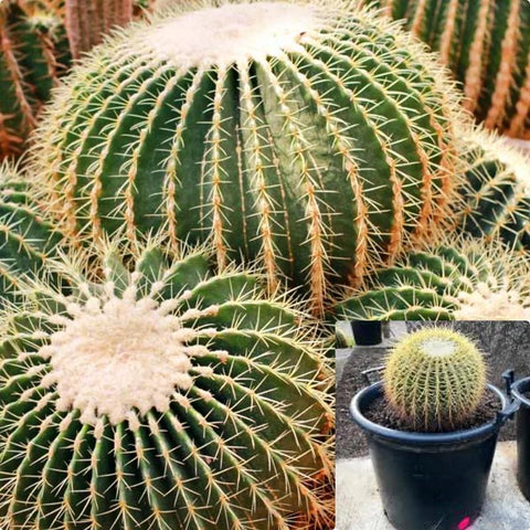 Barrel Cactus 5 Gallon Plant Barrel Cactus Plant Golden Barrel Outdoor Live Plant Gr7