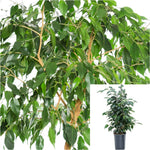 Spearmint Figs Tree 2 Gallon Ht7 Indoor Houses Air Purifying Shrub Live Plant Ht7