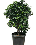 Camellia Nuccio Gem 5Gallon White Plant Camellia Nuccios Gem Live Plant Outdoor Gr7