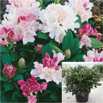 Rhododendron Dreamland 2 Gallon Plant Rhododendron Yakushimanum Flower Live Plant Gr7