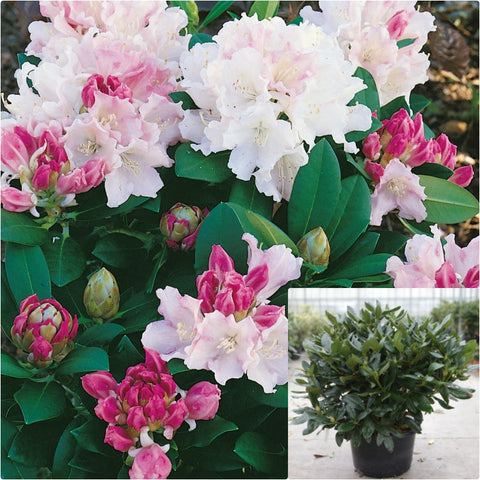 Rhododendron Dreamland 2 Gallon Plant Rhododendron Yakushimanum Flower Live Plant Gr7