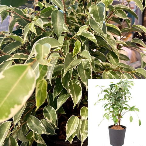 Ficus Benjamin Green Plant Tree 8Inches Pot Plant Weeping Fig Benjamin Fig Ficus Tree Indoor Foliage Live Plant