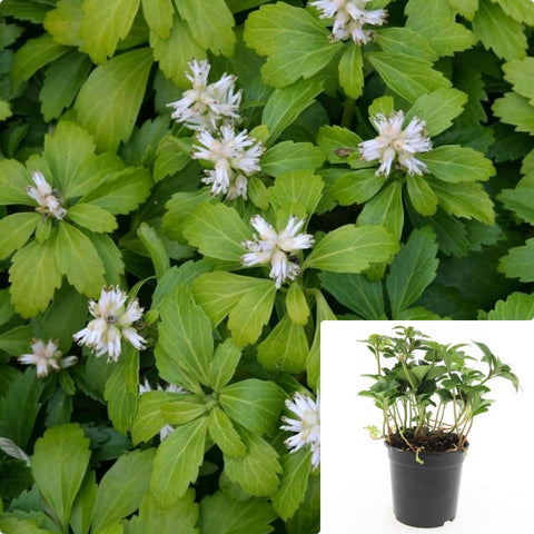 Pachysandra Terminalis 1Gallon Japanese Pachysandra White Tiny Flower Ground Cover Live Plant Ht7 Best
