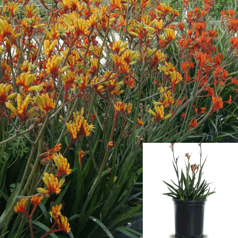 Anigozanthus Amber Velvet 5 Gallon Kangaroo Paw Plant Cats Perennials Outdoor Live Plant Gr7