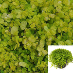 Ogon Sedum Nettle Baby Tear 4Inches Nettle Yellow Neon Gold Moss Ogon Sedum Sexangulare Stonecrop Pot Hanging Creeping Groundcoveri ht7