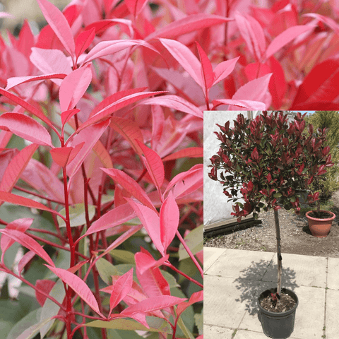 Photinia Fraseri Patio 5 Gallon Red Fraser Plant Fr7