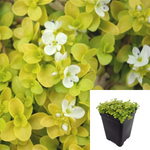 Veronica Repens Sunshine Plant 12Packs Of 2Inches Pot Creeping Speedwell Lime Ground Cover Live Plant Ground Cover
