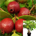 Red Guava Fruit Tree 5 Gallon Ht7 Thailand Guava Plant Psidium Guajava Live Plant Ht7