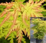Acer Palmatum Dissectum Seiryu 7 Gallon Lace Leaf Japanese Maple Tree Live Plant Gg7