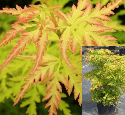 Acer Palmatum Dissectum Seiryu 7Gallon Acer Palmatum Dissectum Seiryu Lace Leaf Japanese Maple Tree 5Gg7 Live Plant