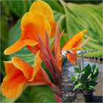 Orange canna 4inches Plant Canna Lily Plant Orange Flower Lily Live Plant Ht7