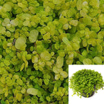 Ogon Sedum Nettle Baby Tear 6Packs Of 2Inches Gold Moss Nettle Bright Neon Yellow Goldmoss Sedum Sexangulare Stonecrop Live Plant Ht7
