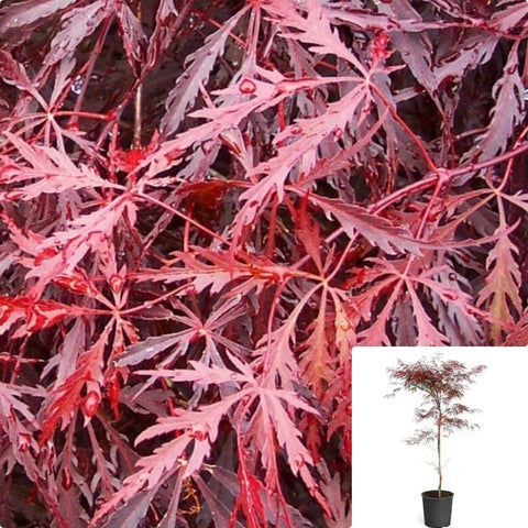 Acer Palmatum Dis Atro Tamukeyama 7Gallon Plant Japanese Maple Plant Palmate Maple Plant Smooth Japanese Maple Tree Live Plant Gg7