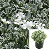 Cerastium Tomentosum Snow In 1 Gallon Plant Summer White Ht7