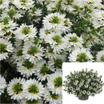 Scaevola Surdiva White 1 Gallon Plant Fairy Fan Flower White Ground Cover Live Plant Gr7