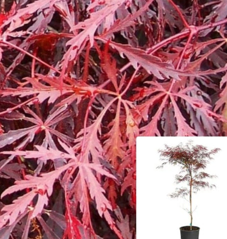 Acer Palmatum Dis Atro Tamukeyama 7Gallon Plant Japanese Maple Plant Palmate Maple Plant Smooth Japanese Maple Tree Live Plant Gg7