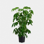 Schefflera Arboracola Green 10Inches Pot Umbrella Plant Umbrella Tree Plant Easy Care Houseplant ht7