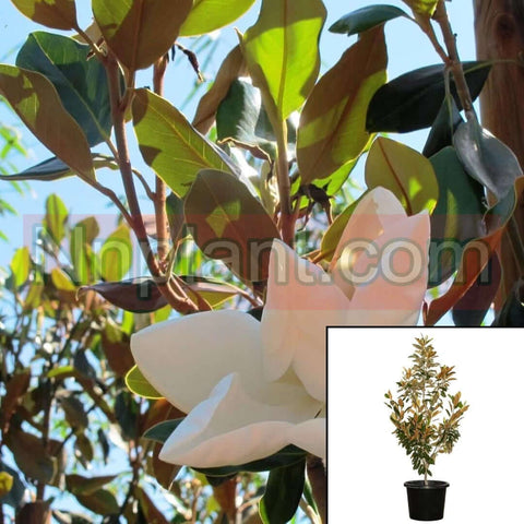 Magnolia Little Gem Espalier 5 Gallon Live Plant Fr7 Espalier