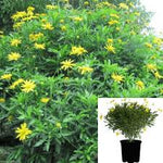 Euryops Viridis Standard Tree 5 Gallon Patio Yellow Mountain Resin Flower Bush Gr7 Live Plant