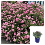 Spiraea Be Poprocks Petite 2 Gallon Plant Spirea Palnt Shrubs Live Plant Ho7