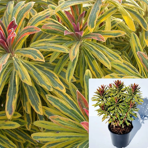 Euphorbia Ascot Rainbow 3Gallon Plant Martin Spurge Plant Ascott Rainbow Euphorbia Plant Outdoor Shrub Live Plant Gr7