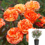 Rosa Orange Lemons 5Gallon Plant Limu Shirin Plant Sago Flower Plant Rice Flower Plant Flower Live Plant Gr7