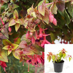 Fuchsia Autumnal 6Inches Plant Fuchsia Austromontana Autumnale Plant Flower Outdoor