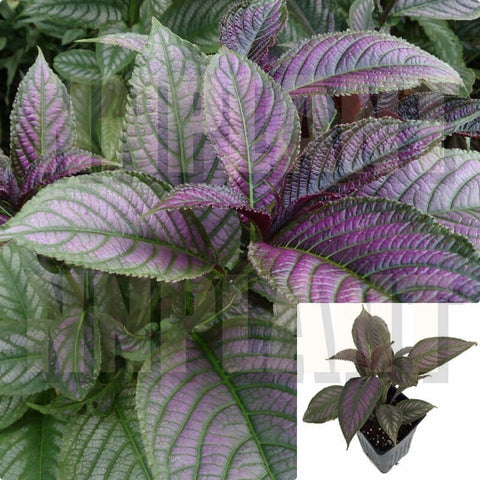 Pesian Silver Purple 6 inches Plant Strobilanthes Pesian Silver Purple Pot Live Plant Pr7