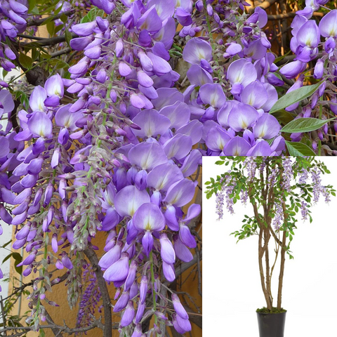 Wisteria Sinensis 5Gallon Chinese Wisteria Light Purple Flower Wisteria Sinensis Live Plant 5Gallon Gr7 Mr7