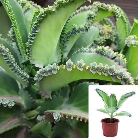 15 Cuttings Kalanchoe Daigremontiana Devil‚Äôs Backbone Mexican Hat Bryophyllum Daigremontianum Live Plant Ht7