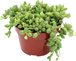 String Of Raindrops Giant Plant 4Inches Pot Senecio Herreianus Hanging succulent Live Plant Ht7