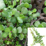 15 Cuttings Elephant Bush Portulacaria Afra succulent Live Plant Ht7